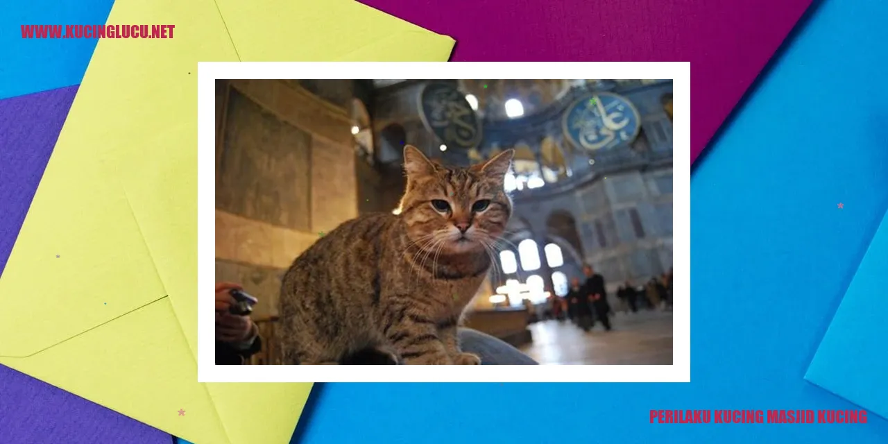 Kucing di depan masjid