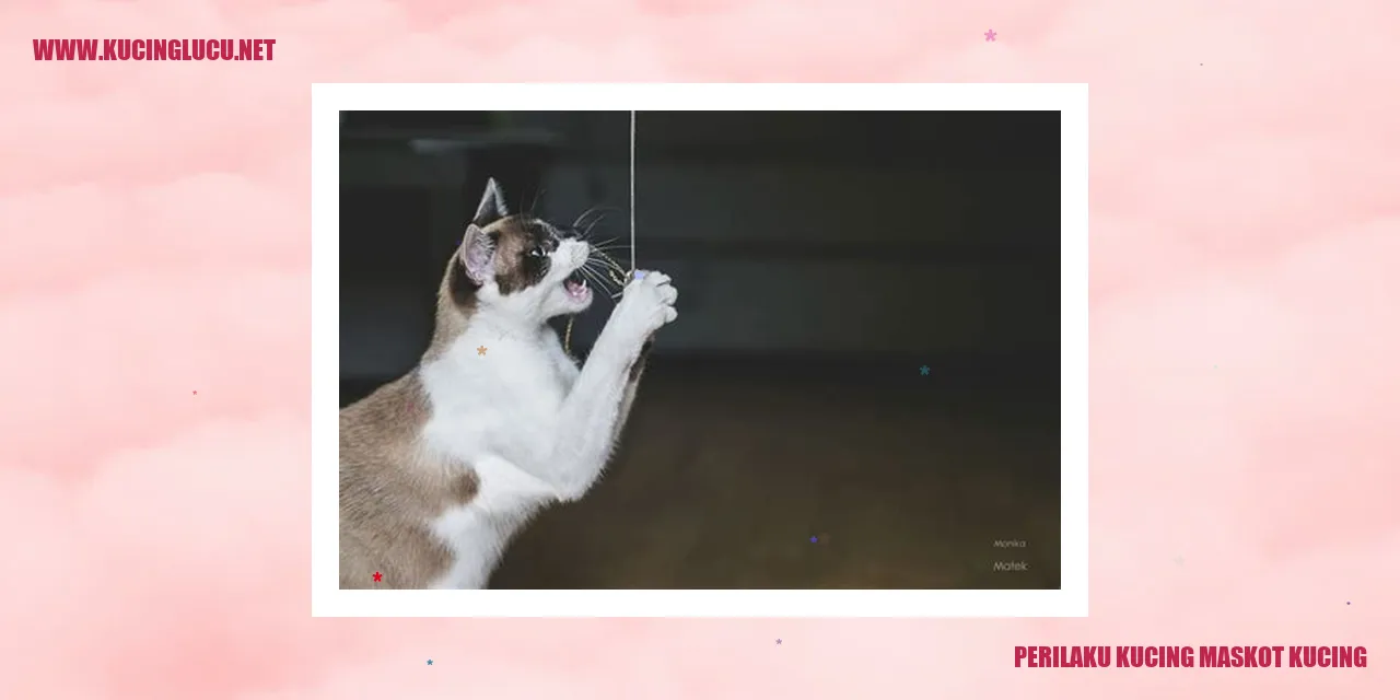 Perilaku Kucing