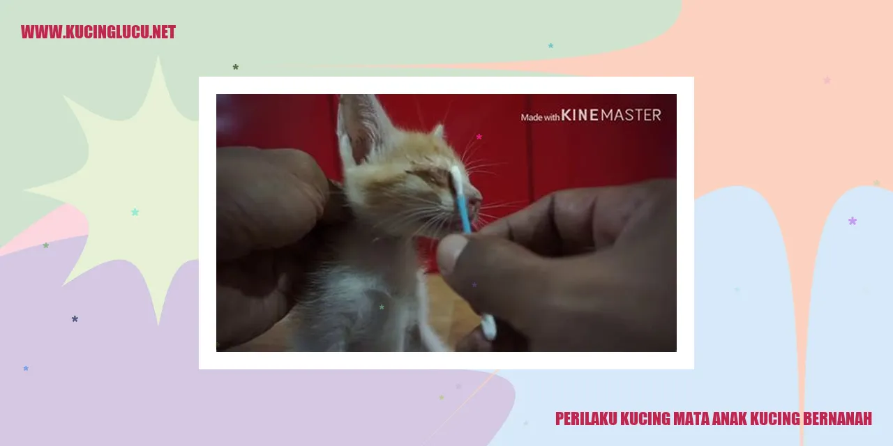 Kucing mata anak kucing bernanah