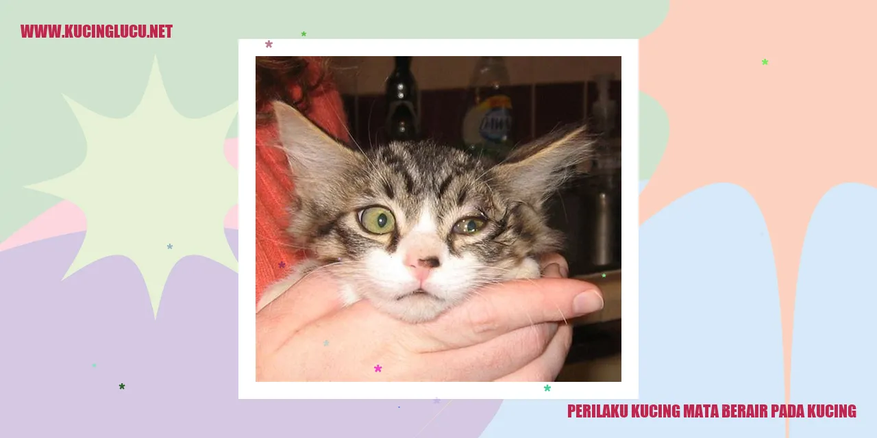 Ilustrasi Perilaku Kucing dengan Mata Berair pada Kucing