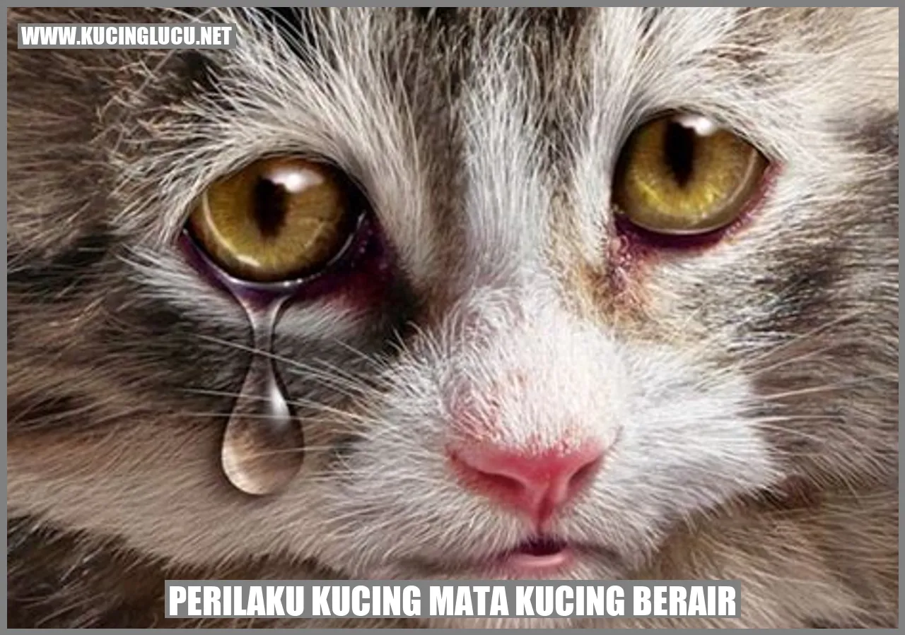 Kucing mata kucing berair