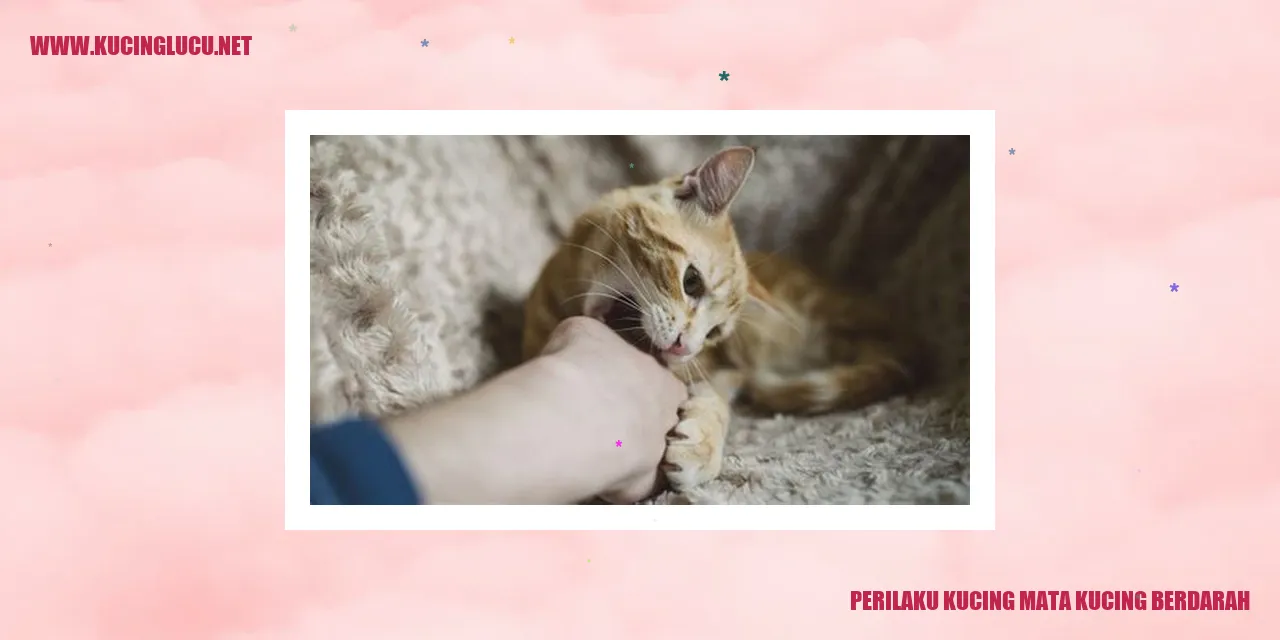 Gambar kucing mata kucing berdarah