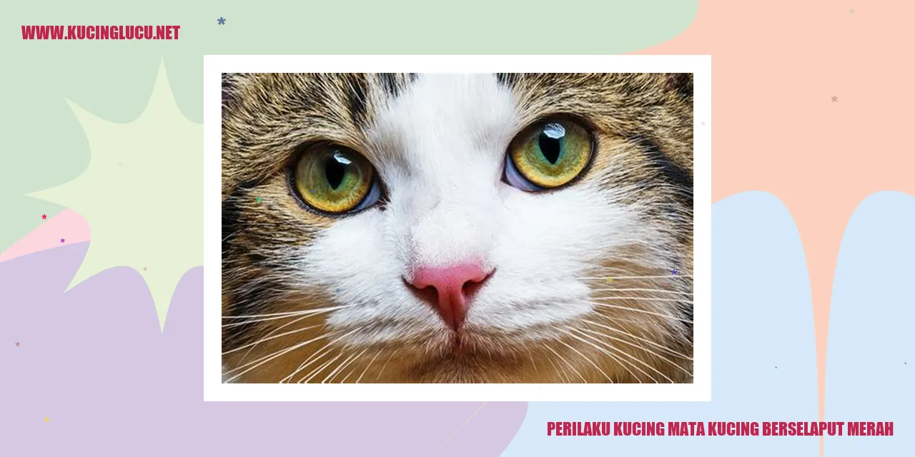 Gambar Kucing Mata Kucing Berselaput Merah