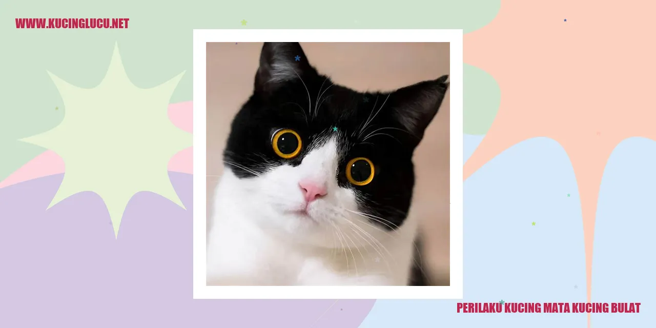 Perilaku Kucing Mata Kucing Bulat