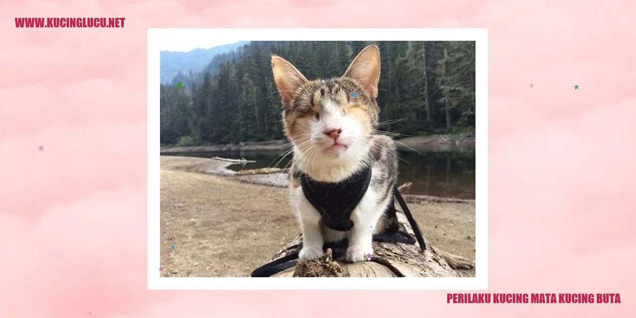 Perilaku Kucing Mata Kucing Buta