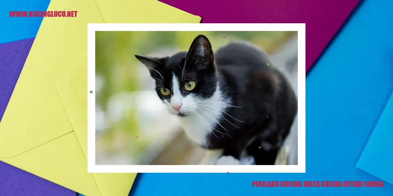 Perilaku Kucing Mata Kucing Hitam Semua