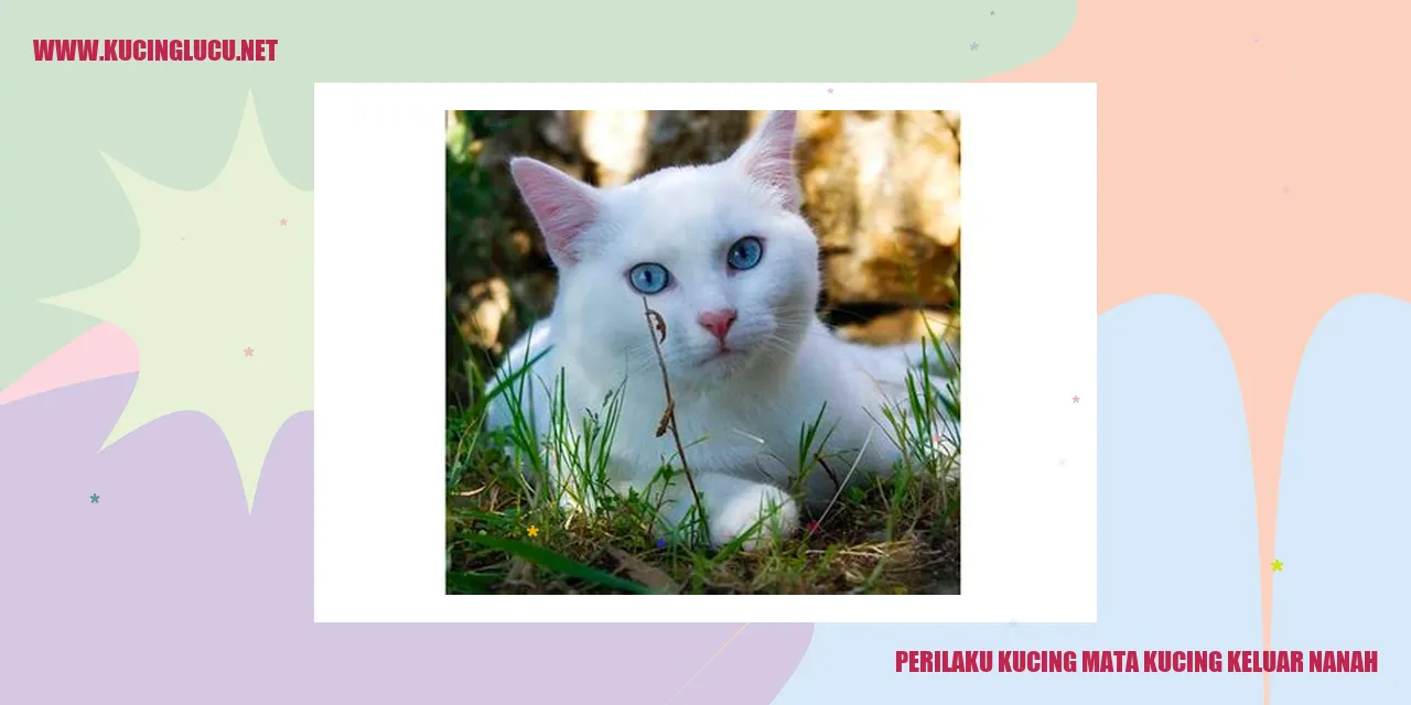 Kucing mata kucing keluar nanah