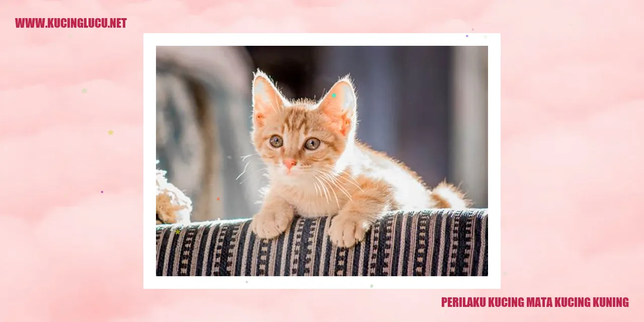 Indahnya Kucing dengan Mata Kuning