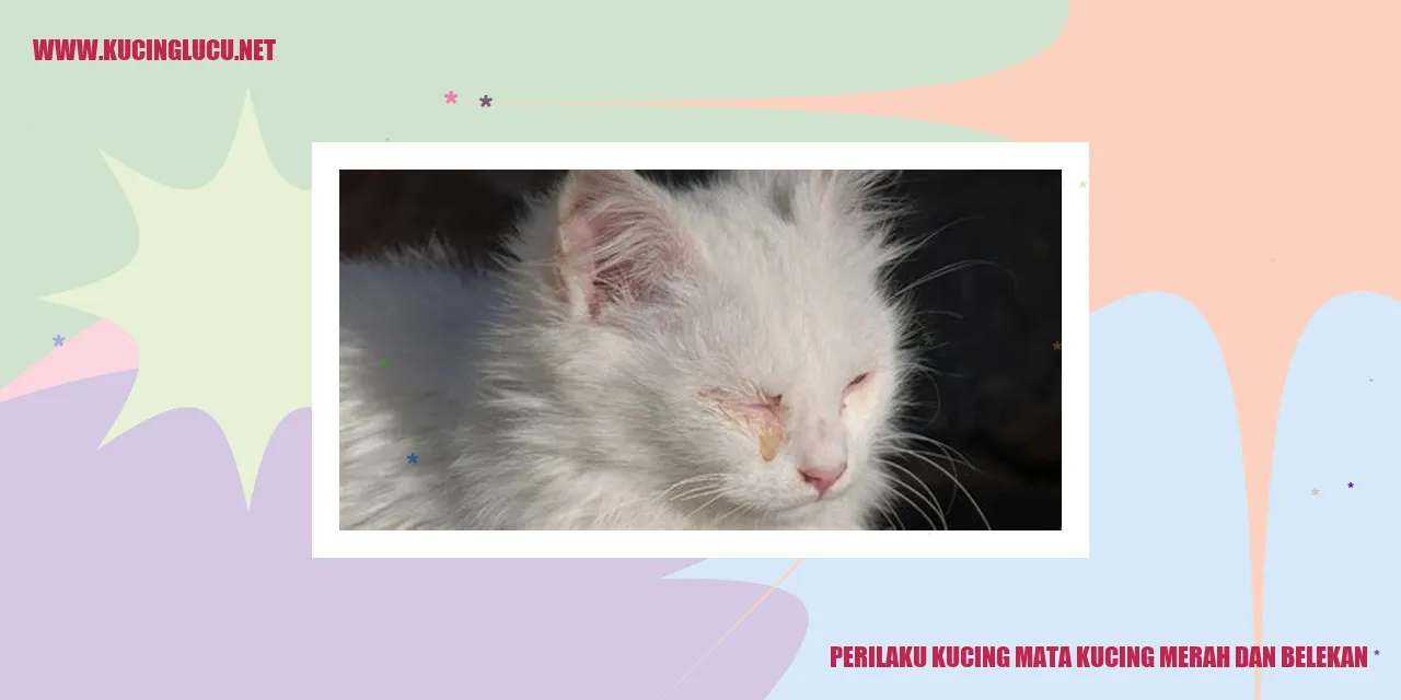 Kehadiran Kucing dengan Mata Kucing Merah dan Belekan