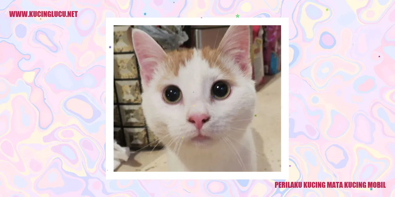 Kucing Terpesona dengan Kendaraan