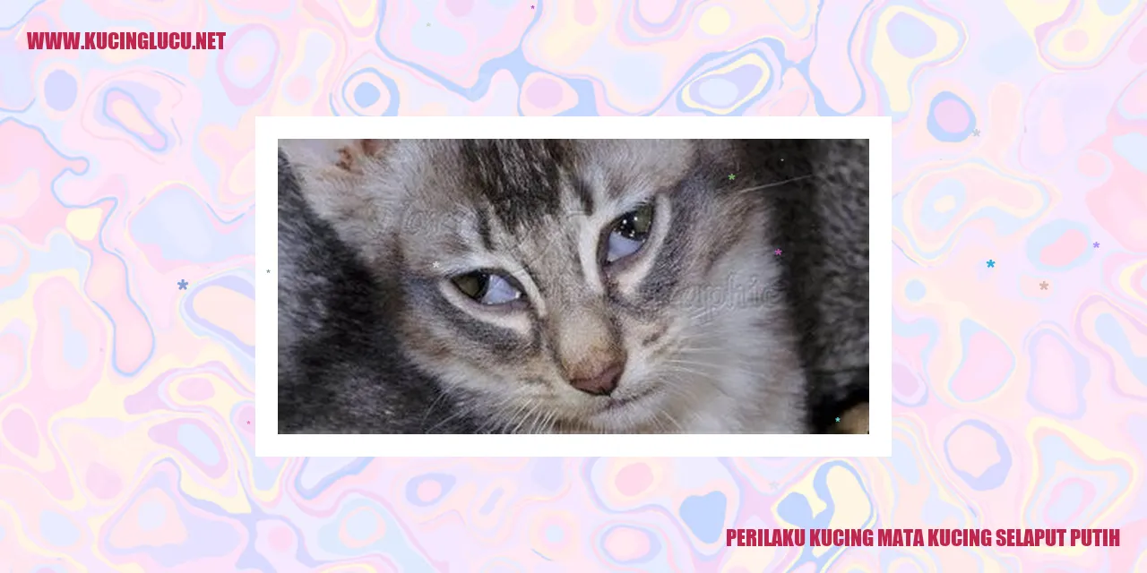 Gambar Eksotis Kucing Mata Kucing Selaput Putih