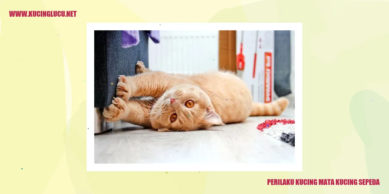 Ilustrasi Kucing mata kucing sepeda