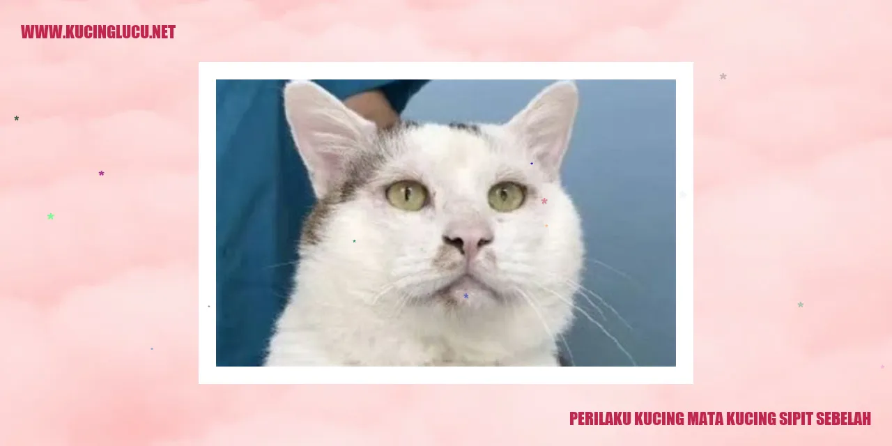 Perilaku Kucing Mata Kucing Sipit Sebelah