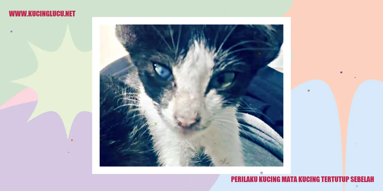 Gambar kucing dengan mata tertutup