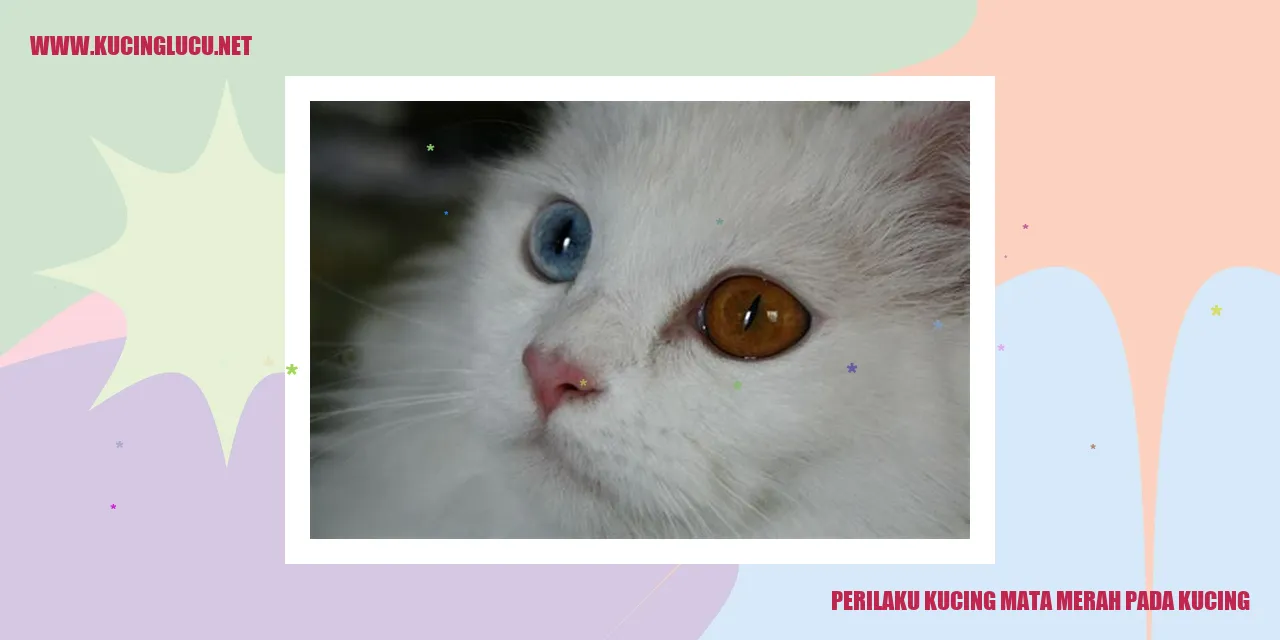 Perilaku Kucing Mata Merah pada Kucing