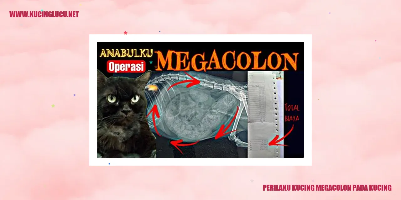 Kucing dengan Megacolon