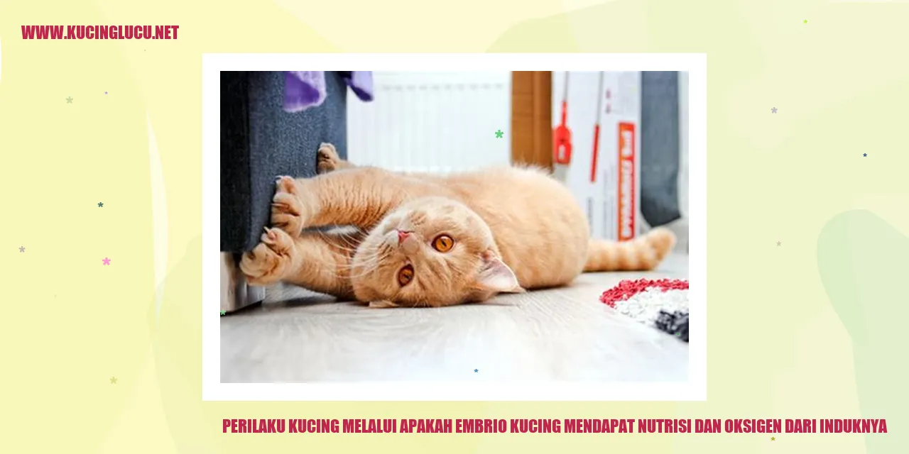 Perilaku Kucing