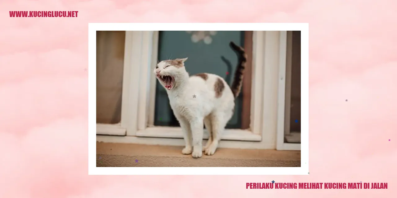 Perilaku Kucing melihat kucing mati di jalan