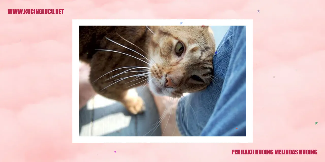 Perilaku Kucing Melindas Kucing