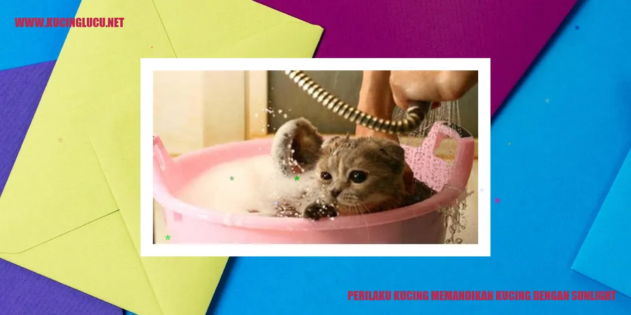 Perilaku Kucing Memandikan Kucing dengan Sunlight