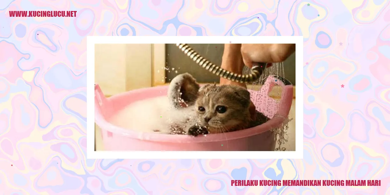 Kucing mandi malam hari