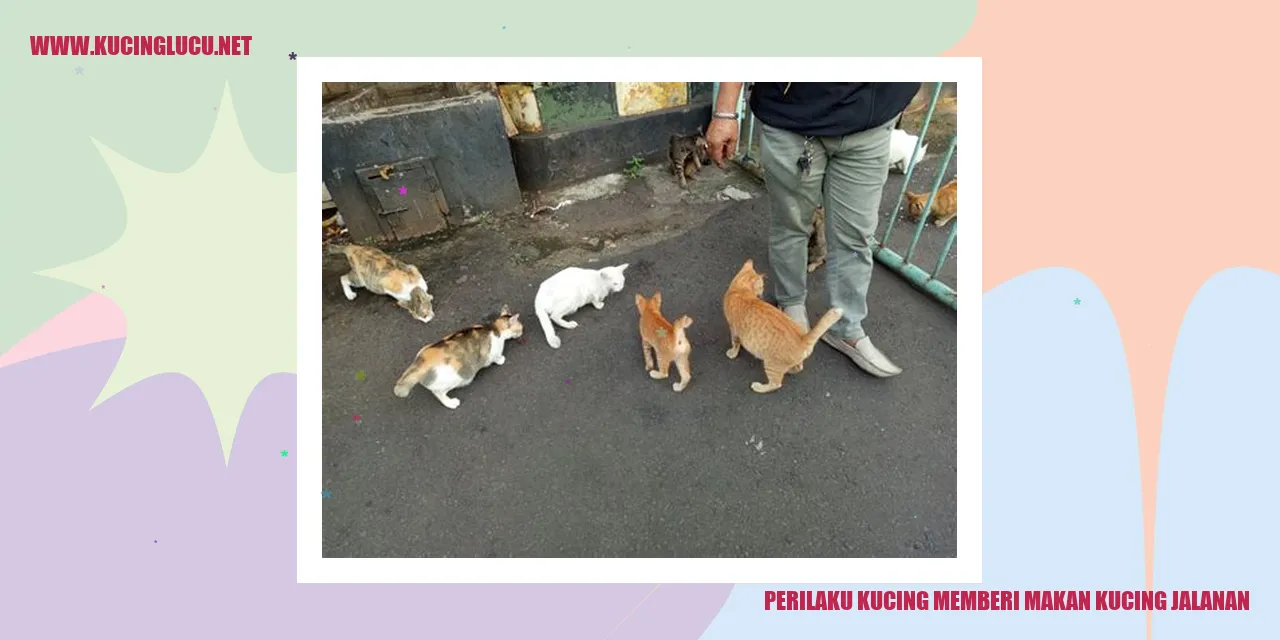 Kucing memberi makan kucing jalanan