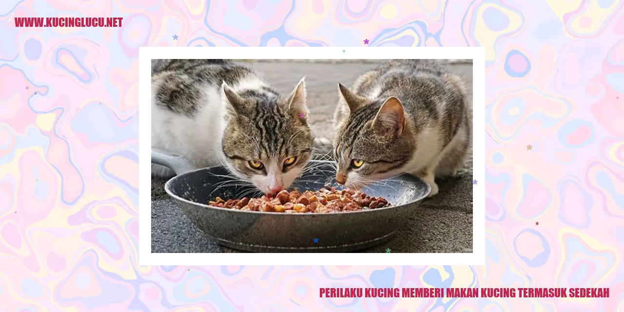 Gambar Kucing sedang memberi makanan kepada temannya
