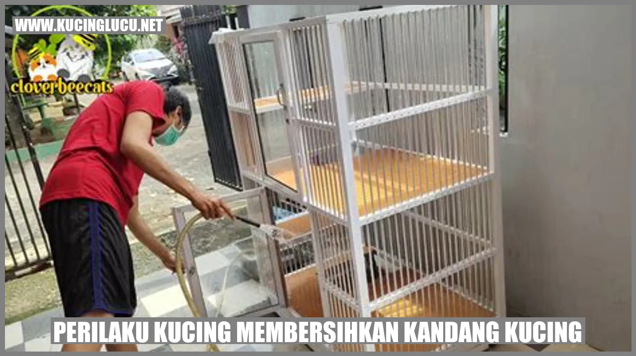 Perilaku Kucing membersihkan kandang kucing