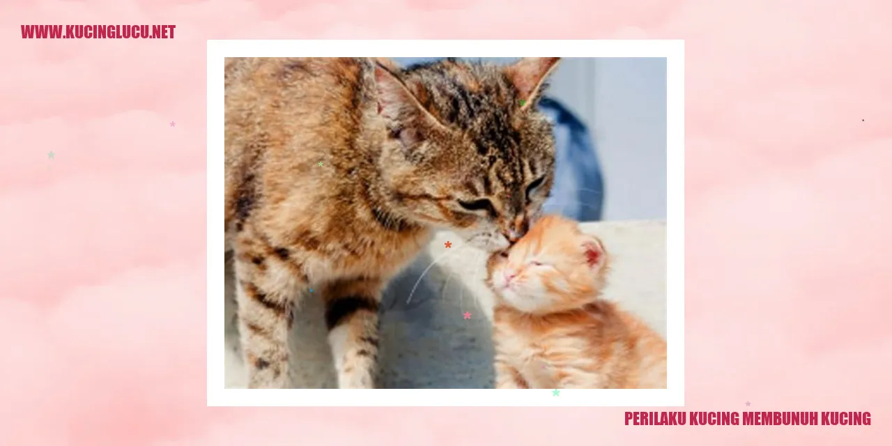 Kucing Membunuh Kucing
