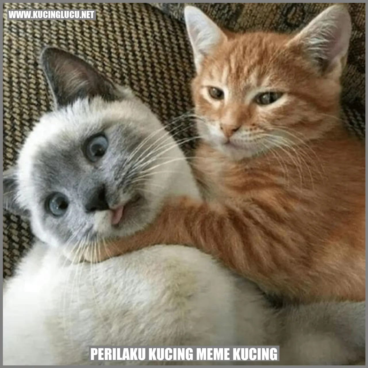 Perilaku Kucing Meme Kucing