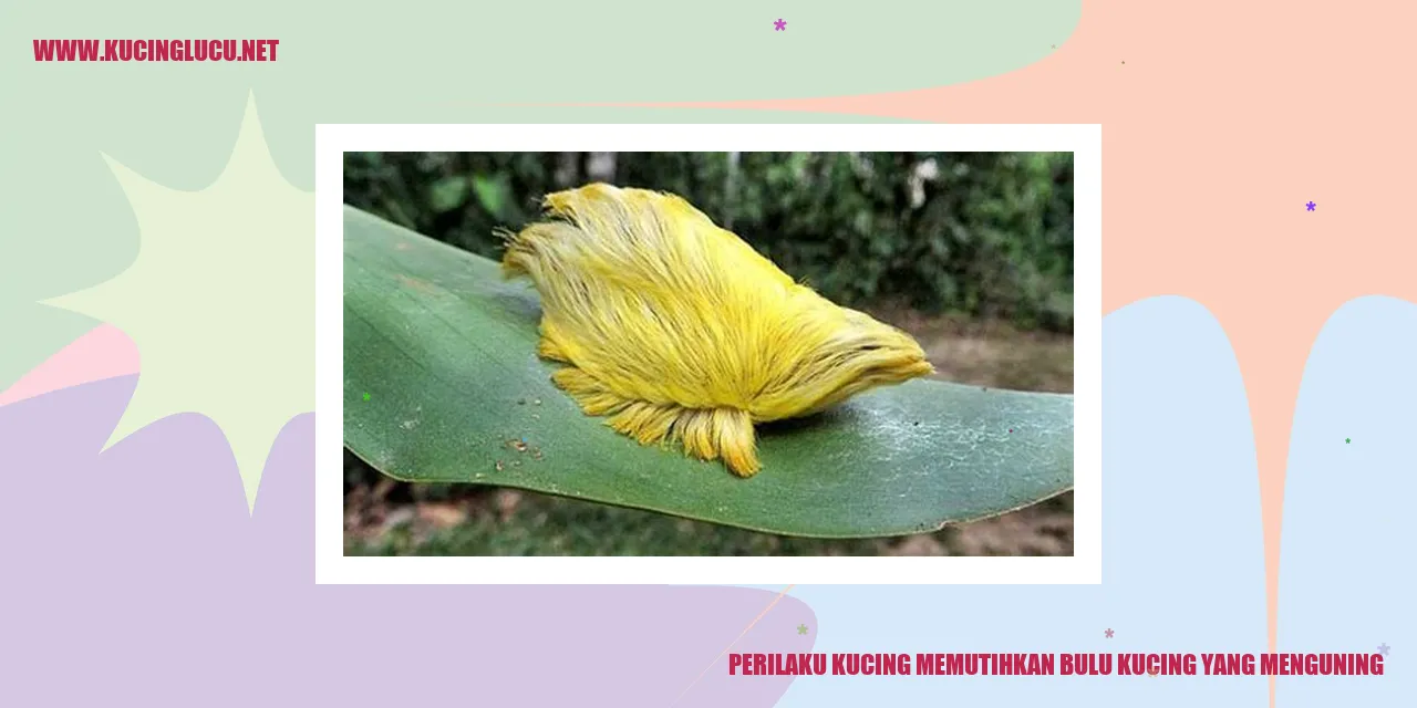 Gambar kucing dengan bulu kuning yang memutih