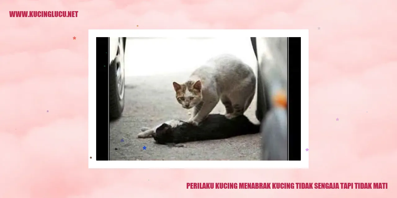 Perilaku Kucing Menabrak Kucing