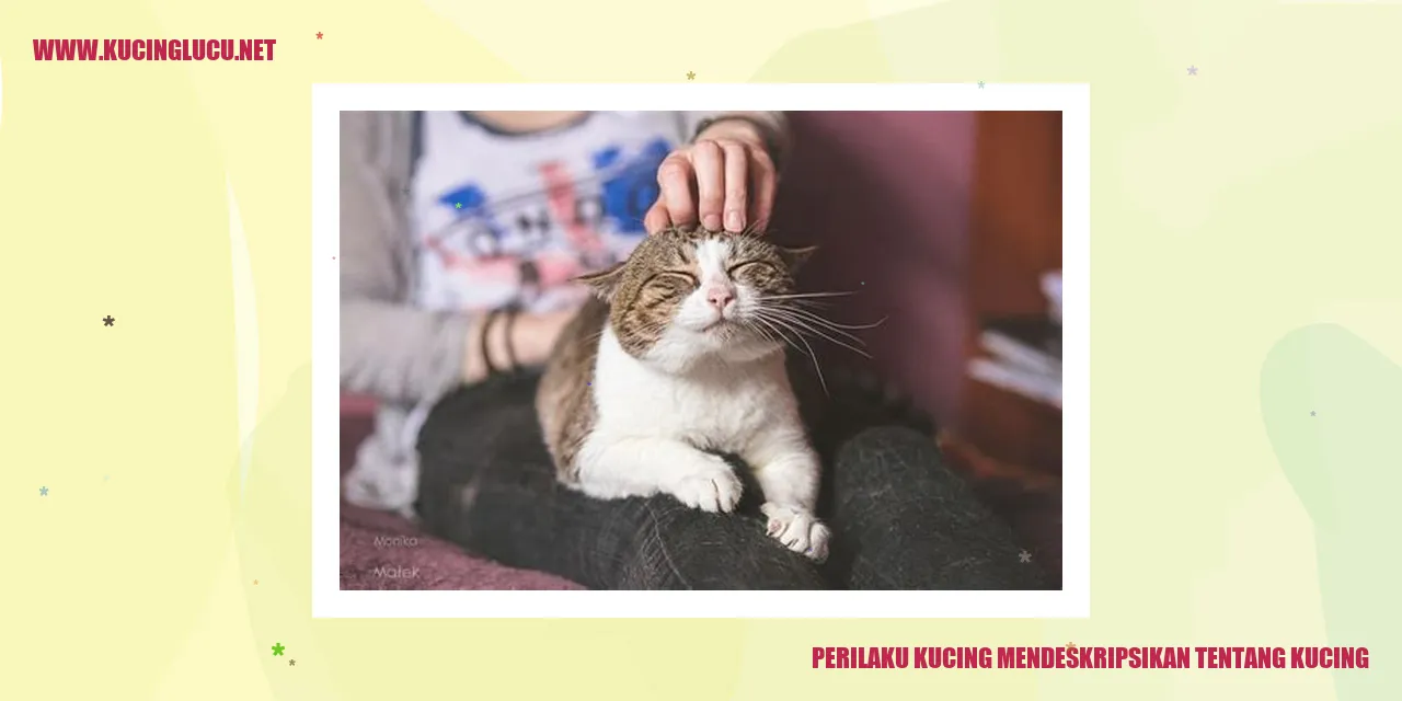 Kucing