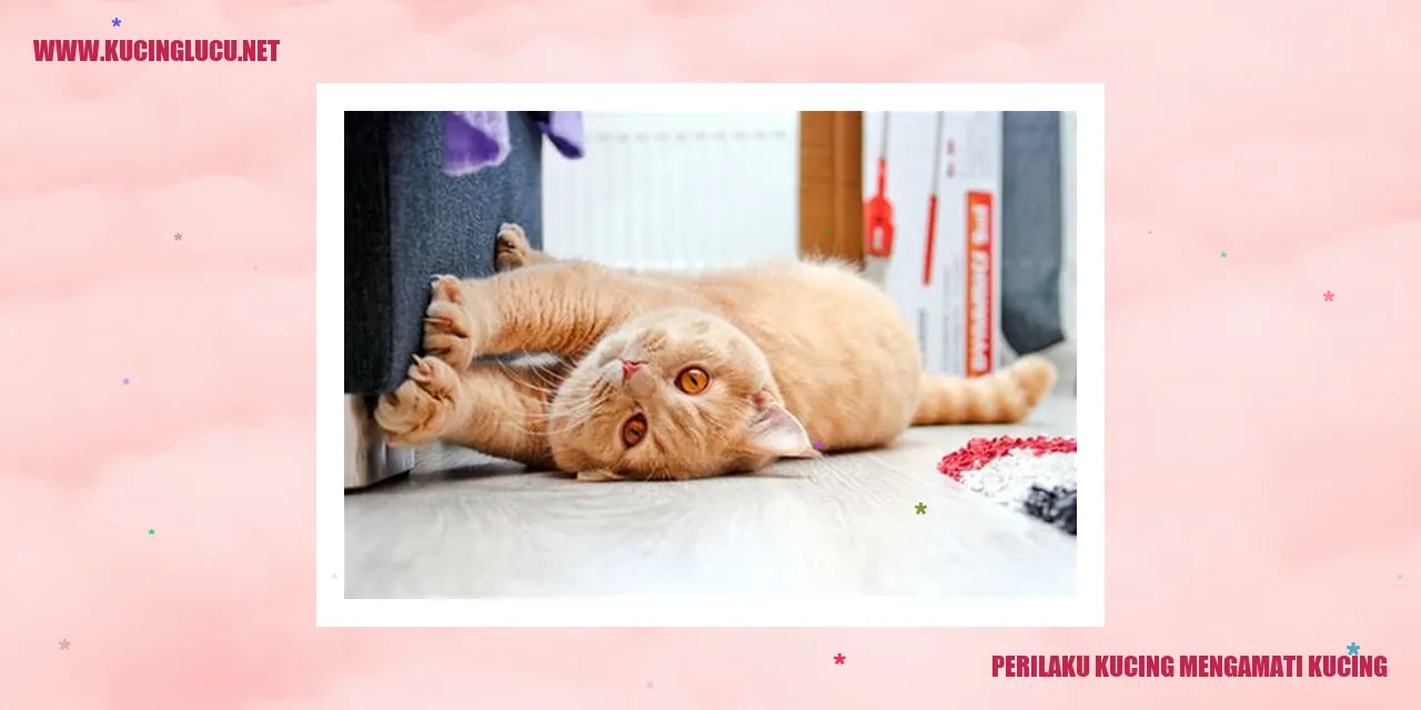 Gambar perilaku kucing mengamati kucing