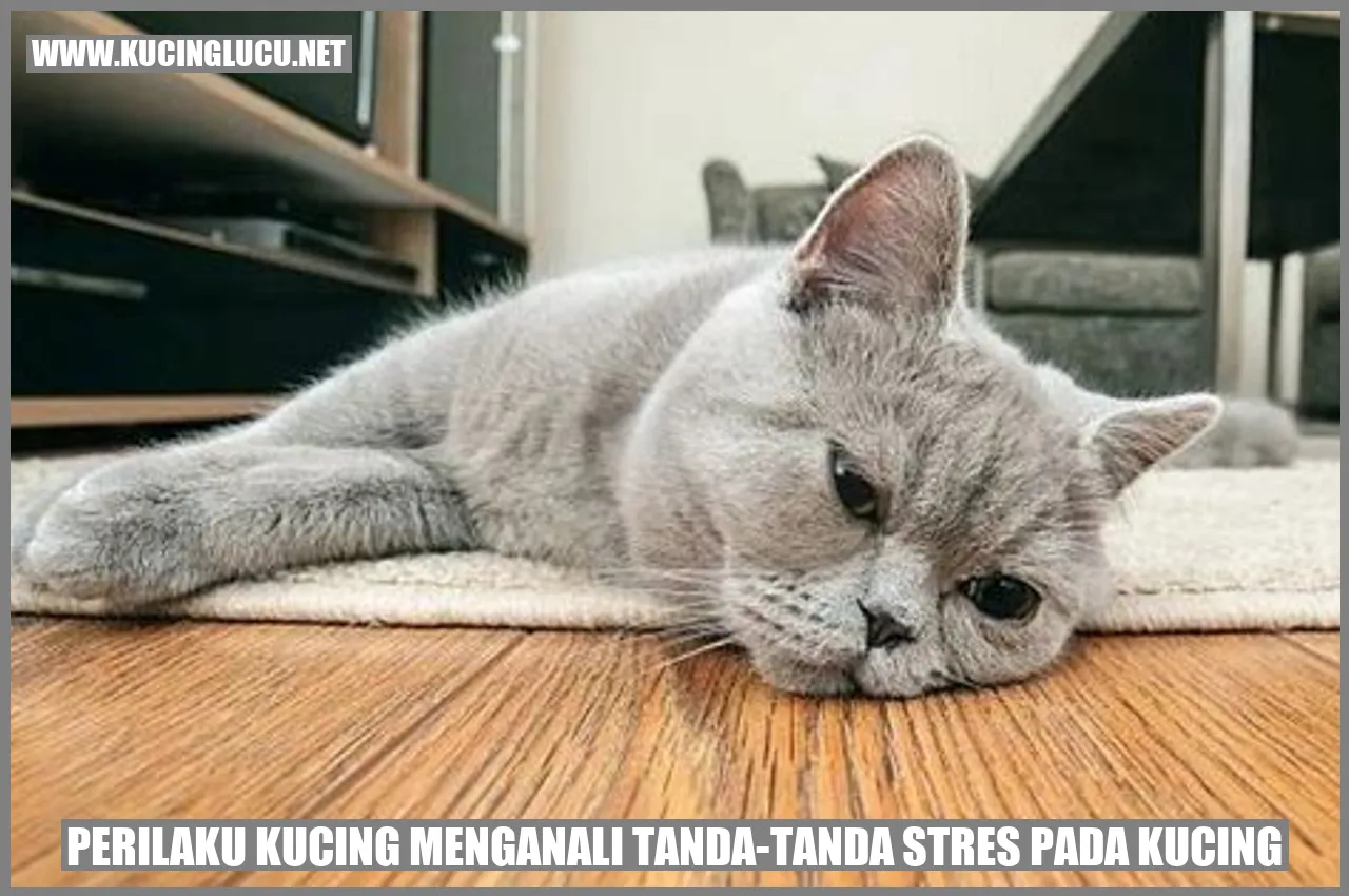 Perilaku Kucing menganali tanda-tanda stres pada kucing