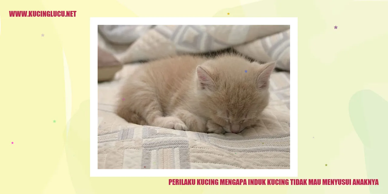 Induk kucing yang tidak mau menyusui anaknya