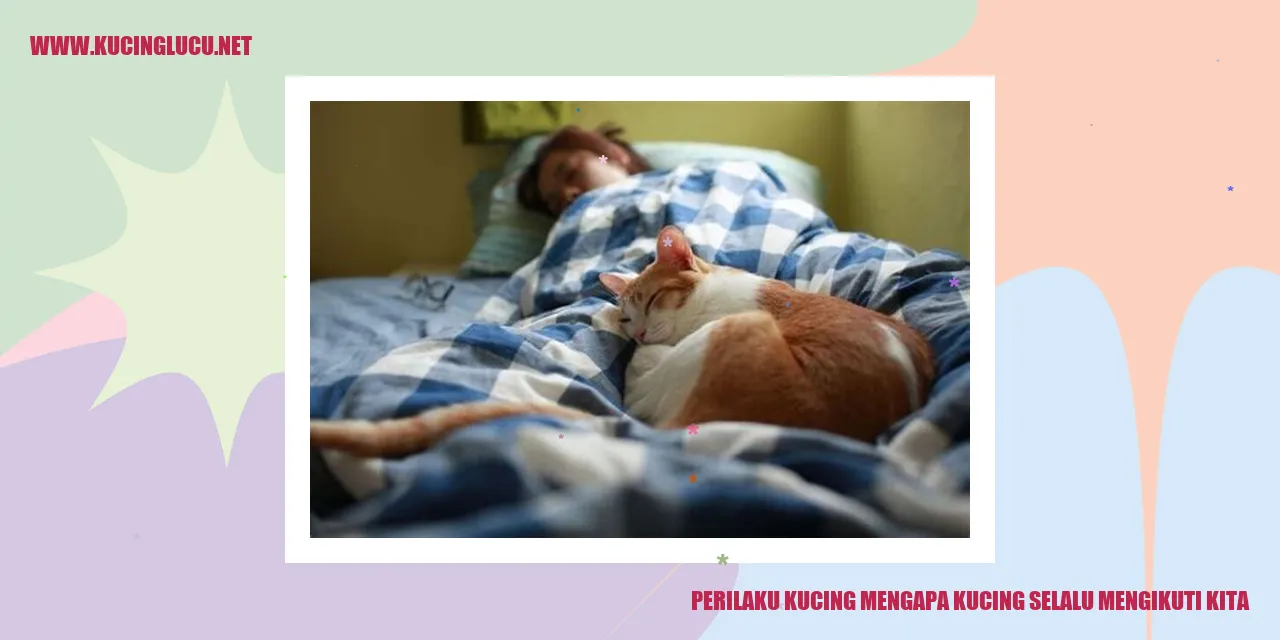 Kucing Mengikuti