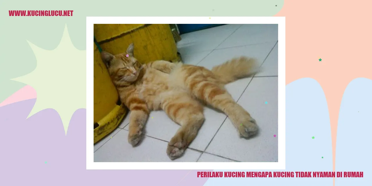 Perilaku Kucing Mengapa Kucing Tidak Nyaman di Rumah