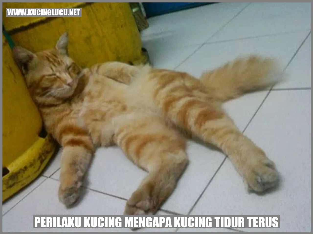 Perilaku Kucing mengapa kucing tidur terus?