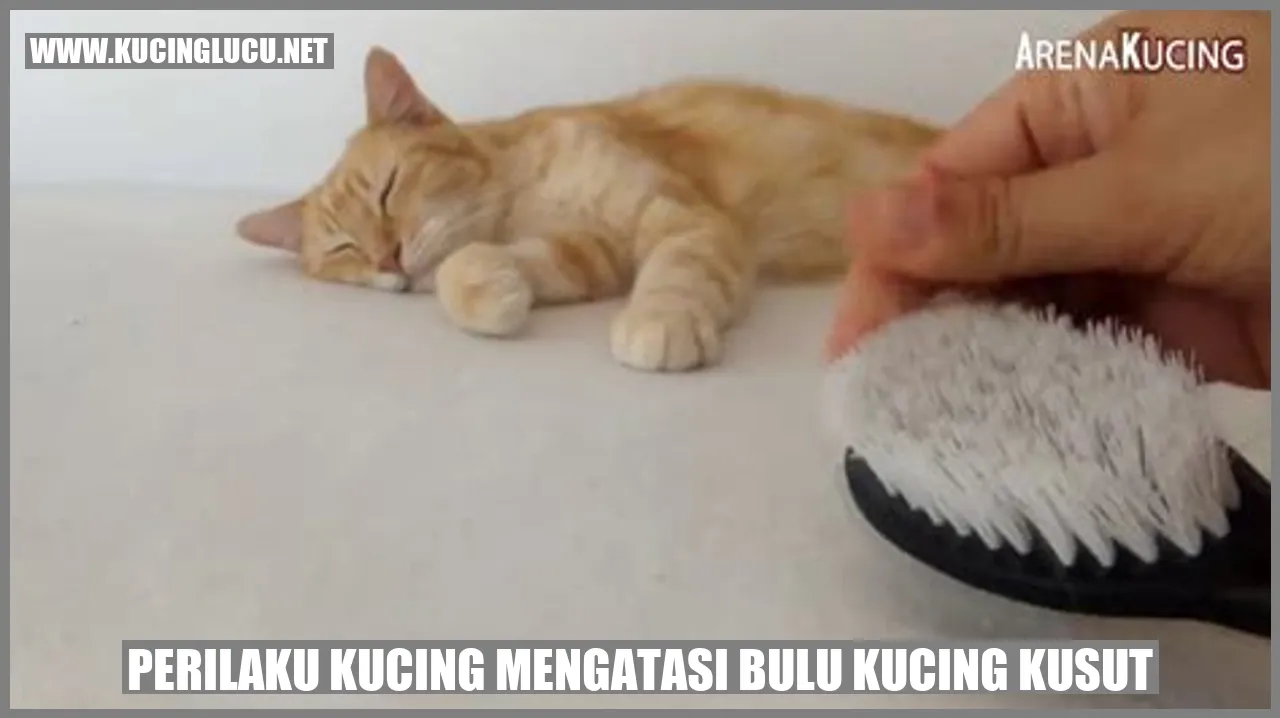 Perilaku Kucing Mengatasi Bulu Kucing Kusut
