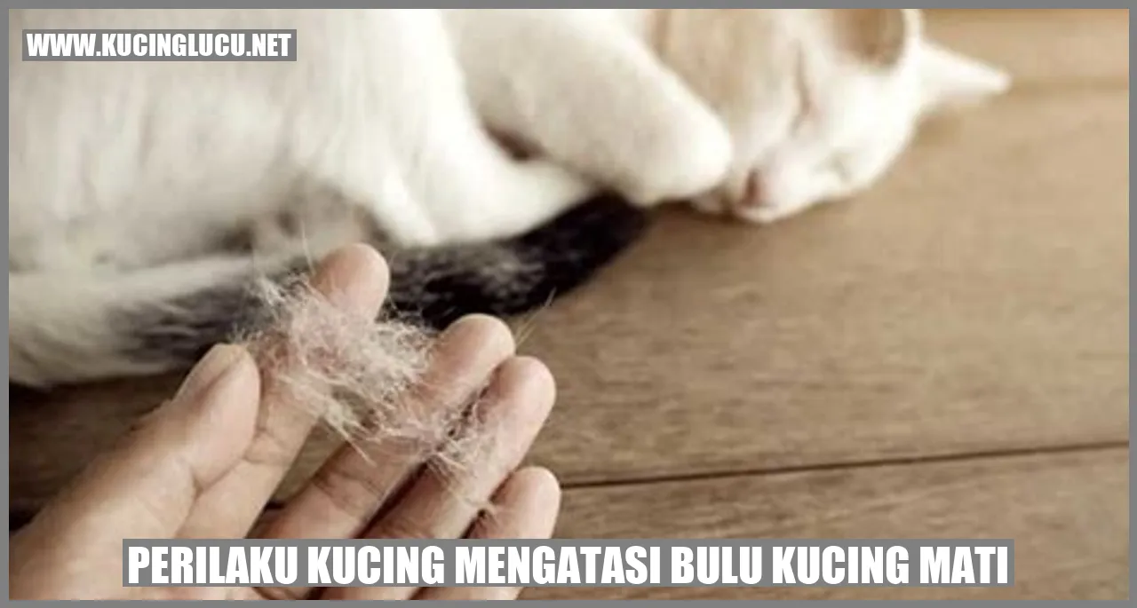 Kucing menjaga kebersihan bulunya