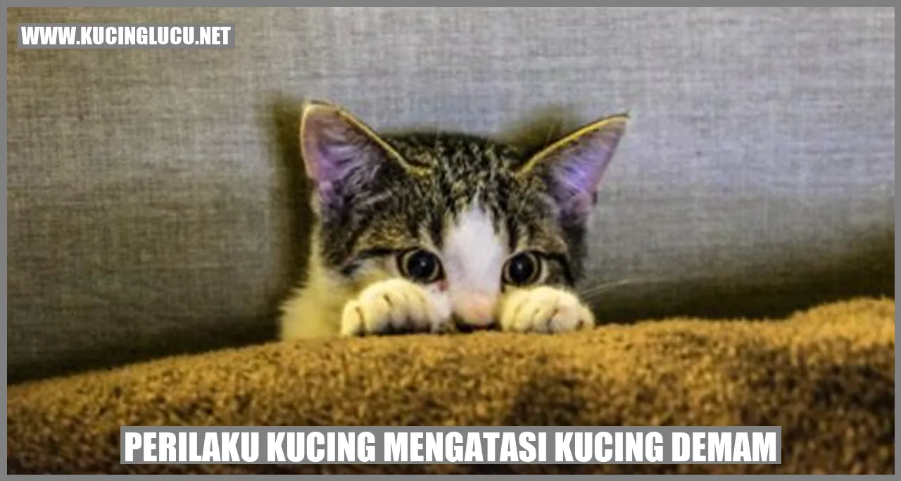Perilaku Kucing Menghadapi Kucing yang Mengalami Demam