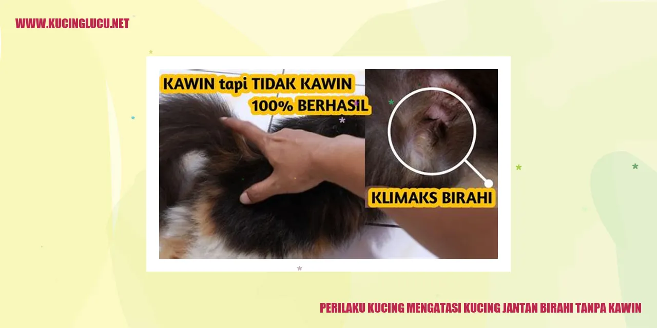 Perilaku Kucing Mengatasi Kucing Jantan Birahi tanpa Kawin