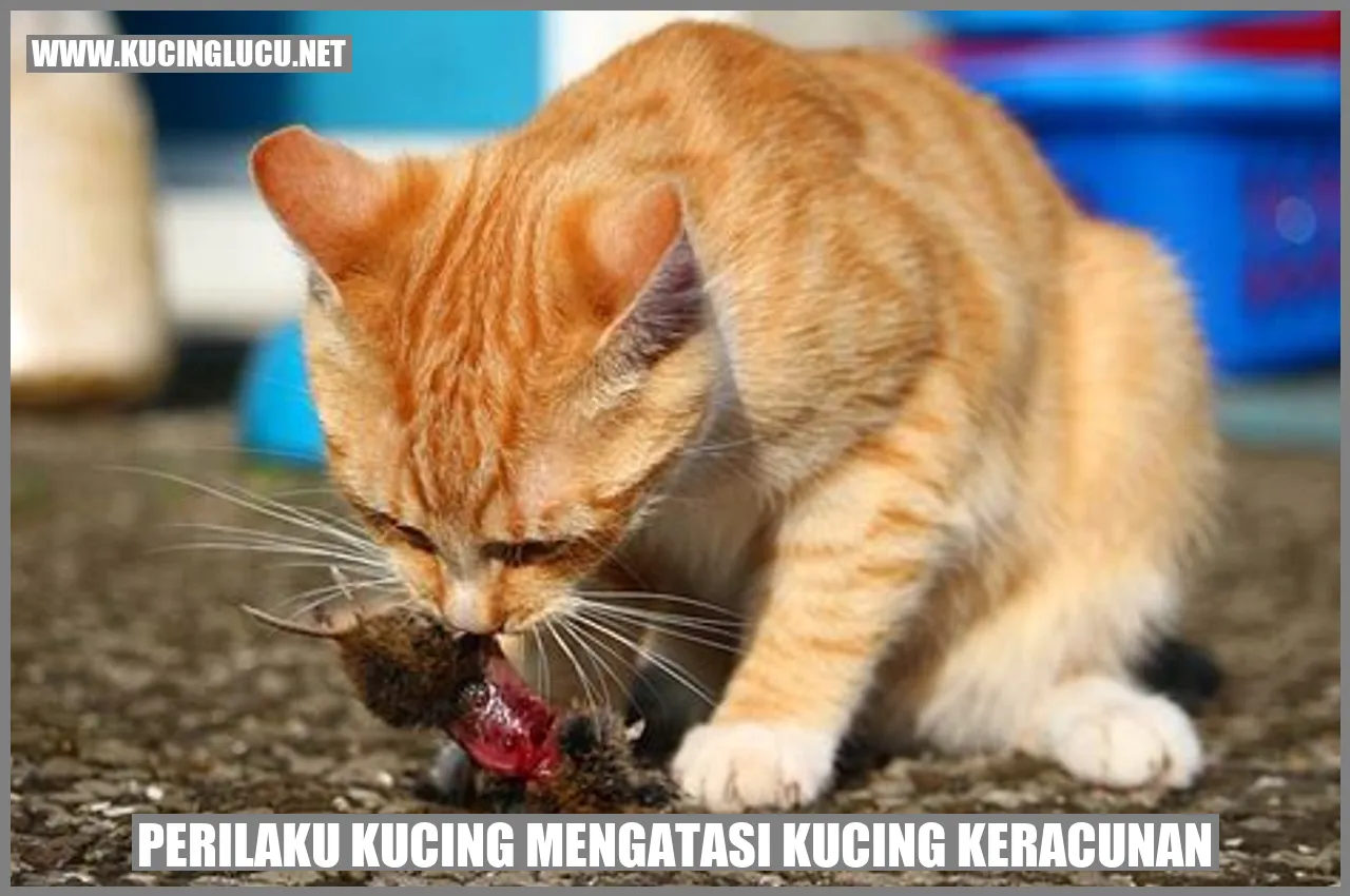 Perilaku Kucing Mengatasi Kucing Keracunan