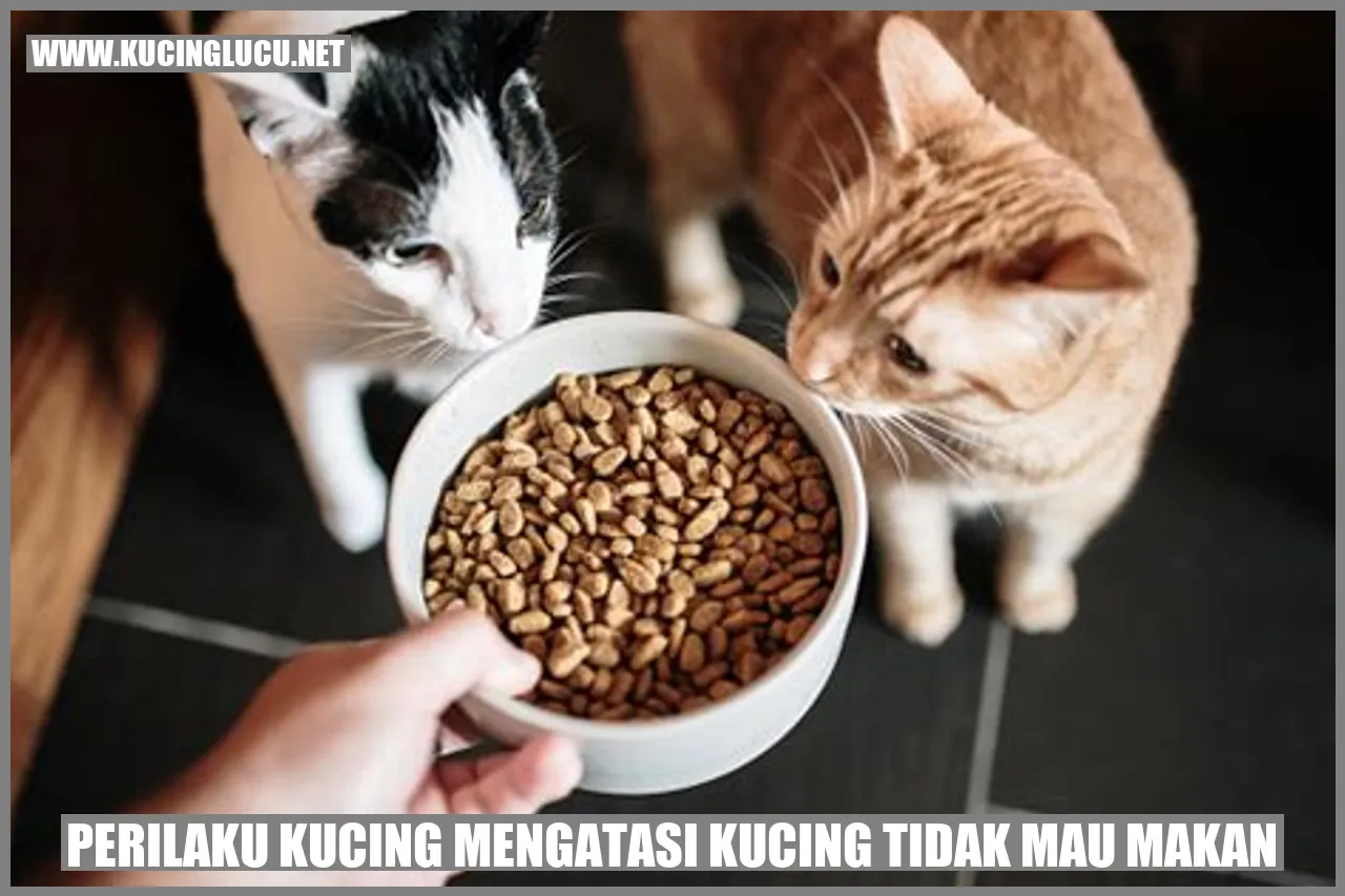 gambar perilaku kucing