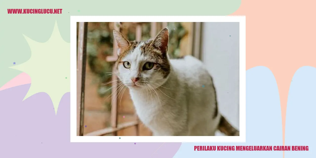 Kucing Mengeluarkan Cairan Bening
