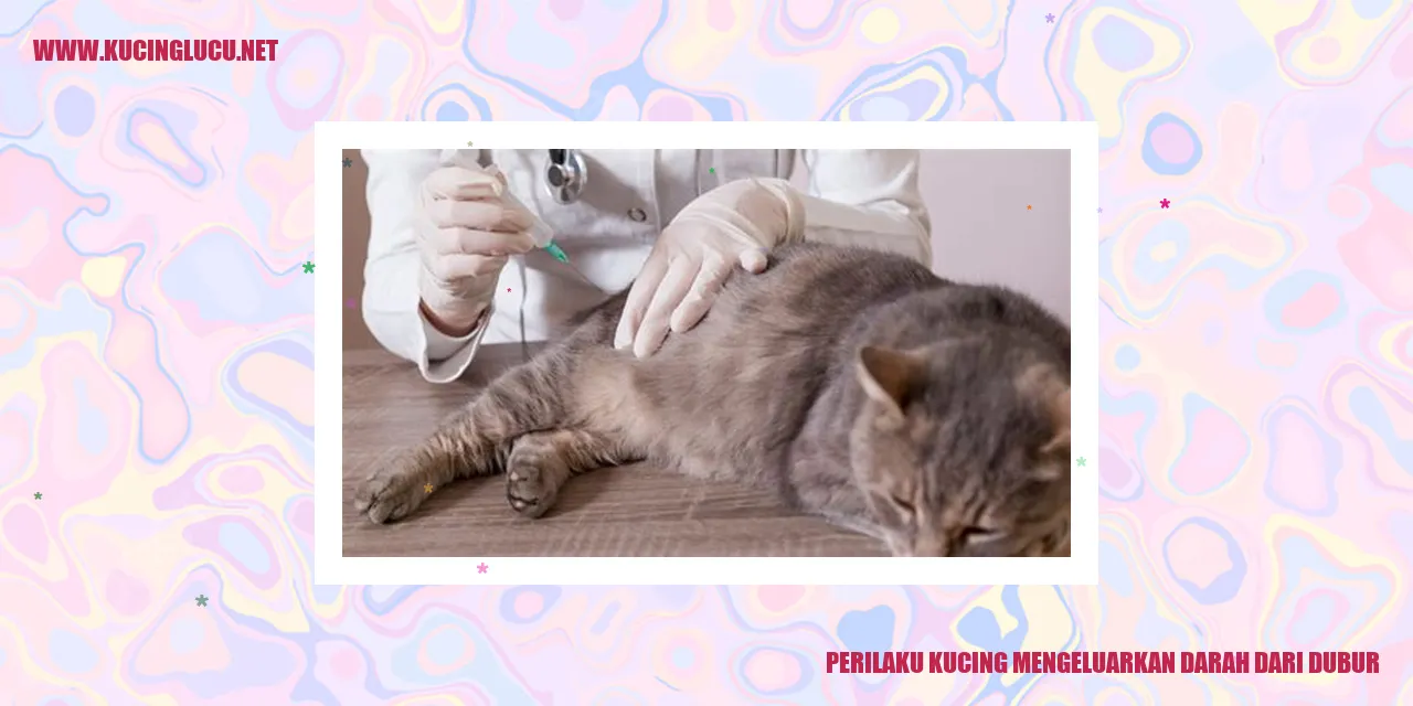 Gambar Kucing Mengeluarkan Darah dari Dubur