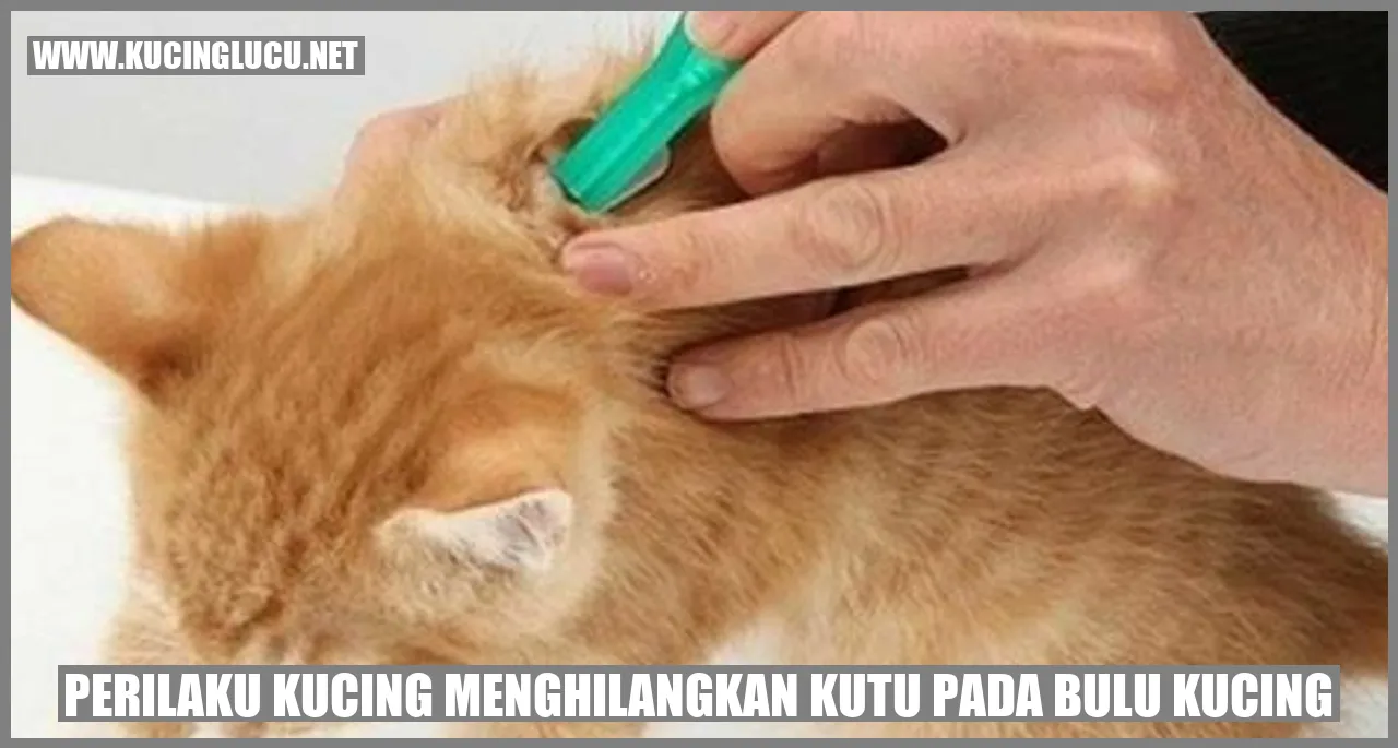 Kucing menyingkirkan kutu pada bulu kucing
