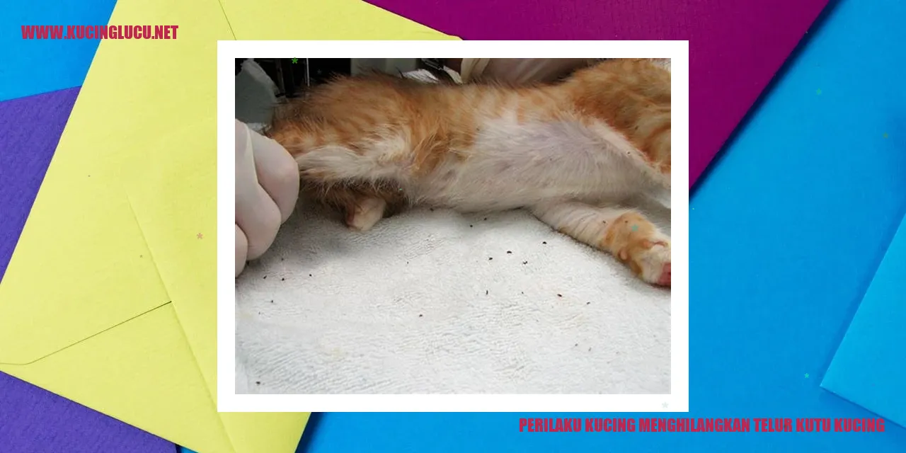 Perilaku Kucing menghilangkan telur kutu kucing