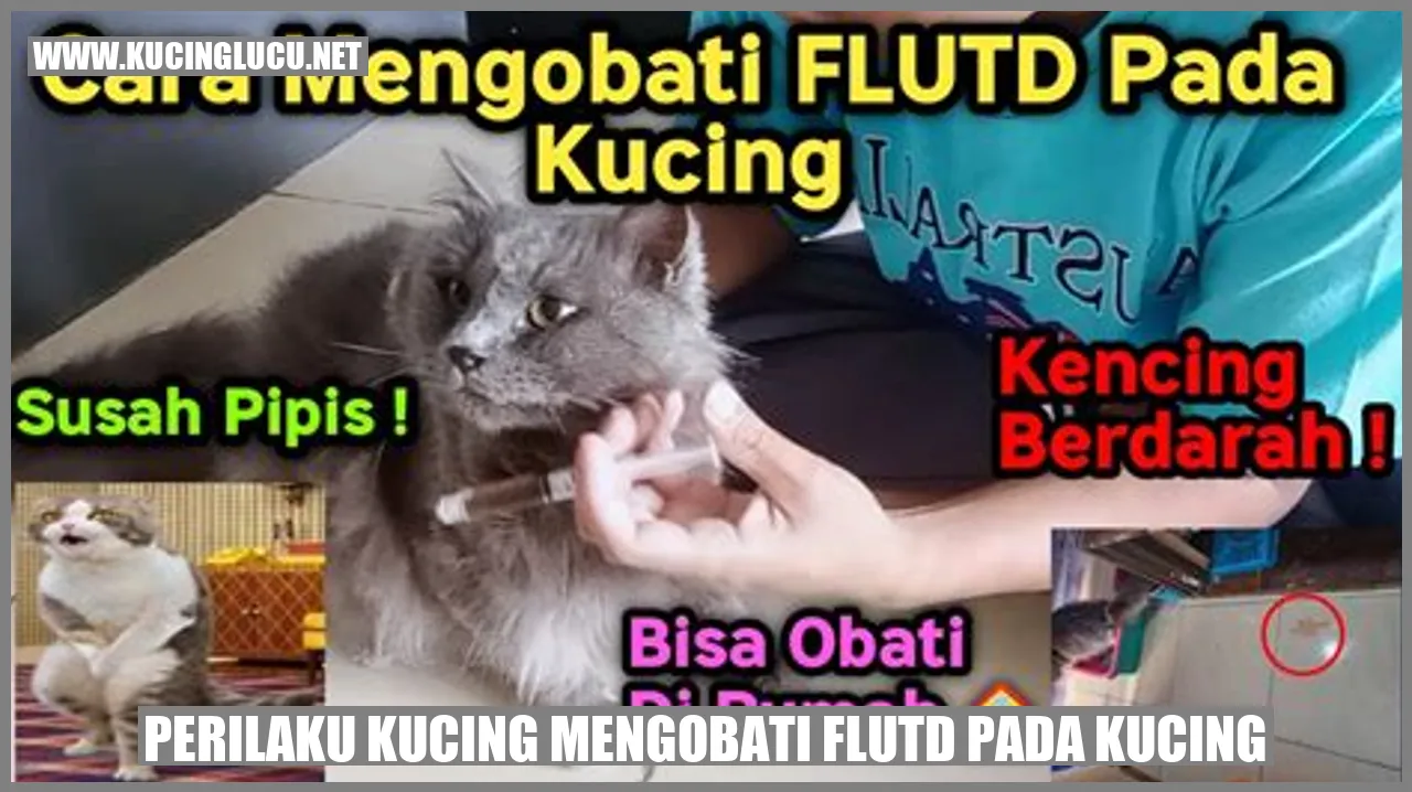 Kucing yang Mengobati Flutd pada Kucing